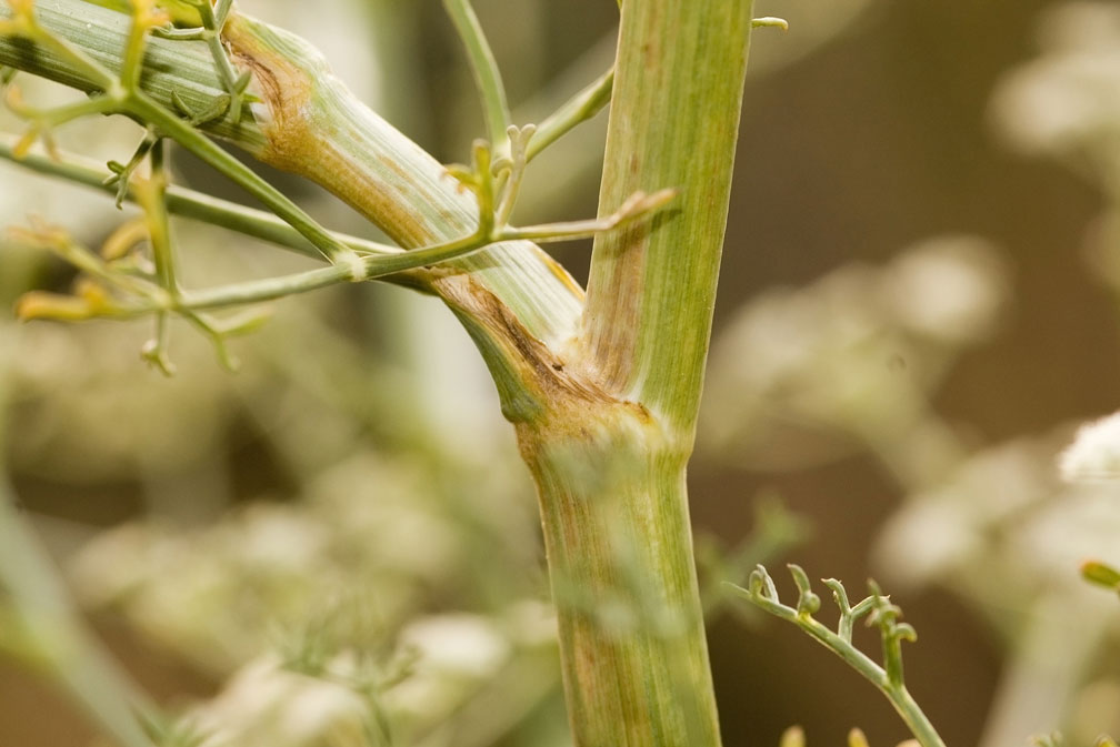 Seseli tortuosum / Finocchiella mediterranea